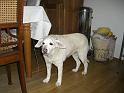 2009_01_31_CIMG4218